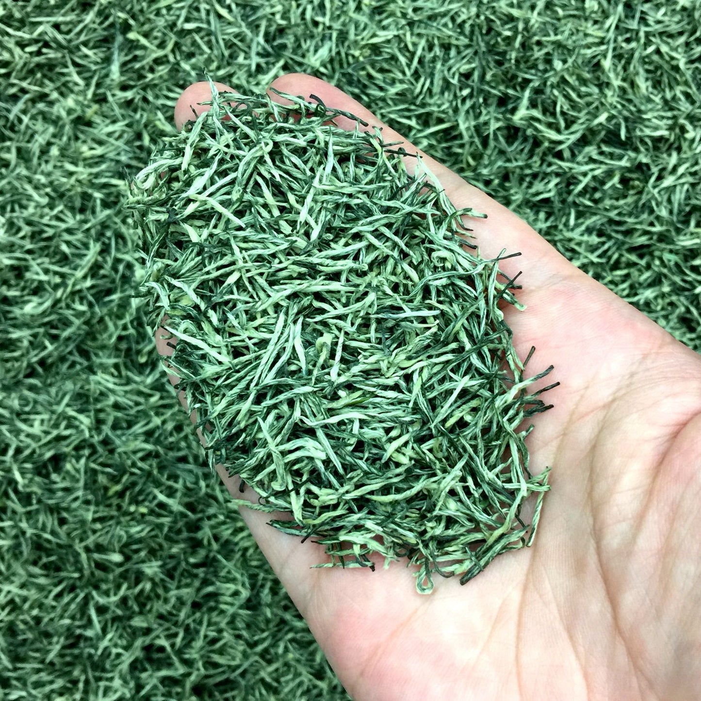 Tea Gift: Yunwu Fried Green Bulk Green Tea Tea Bulk Xinyang Craft Yuxin Jian Maojian Tea