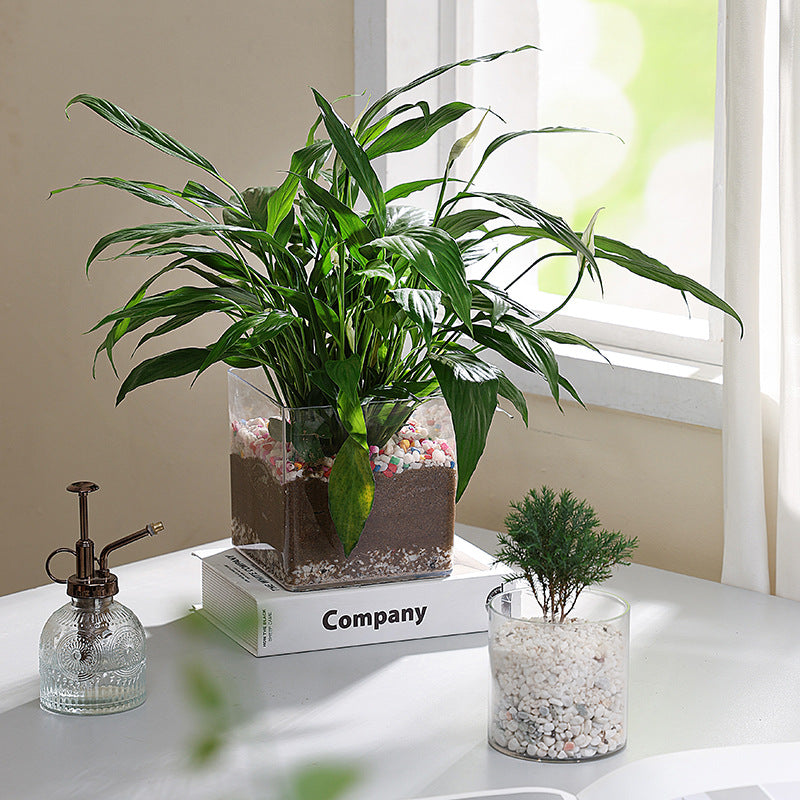 Transparent square jar vase, water culture, green plant, white palm, succulent, square cup, flower arrangement, hydroponic flower pot, tabletop simple ornament, florist
