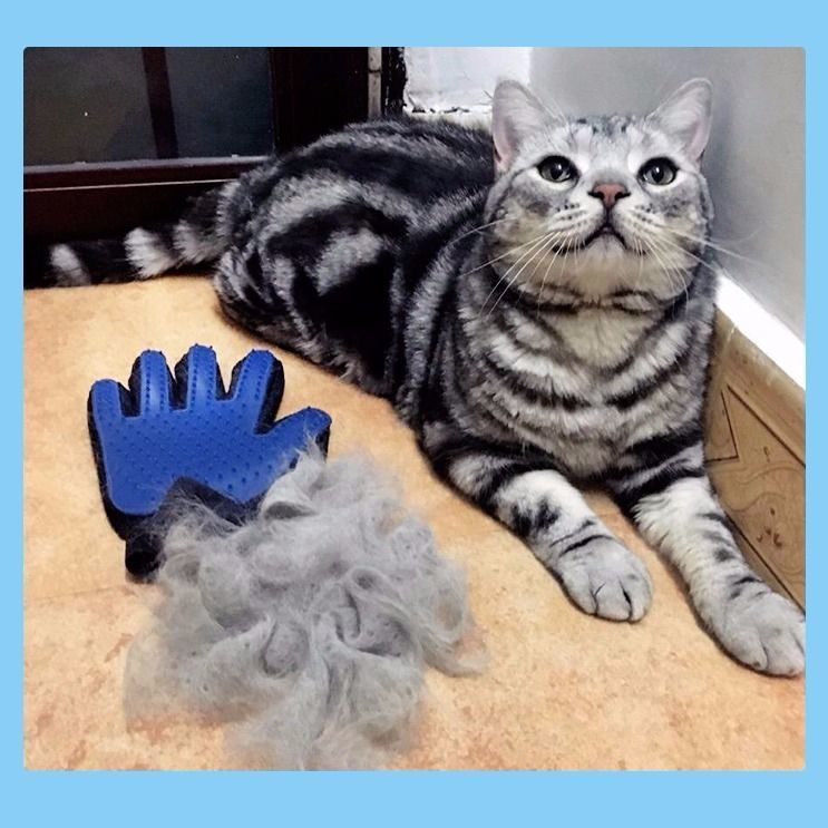 Cat Gloves